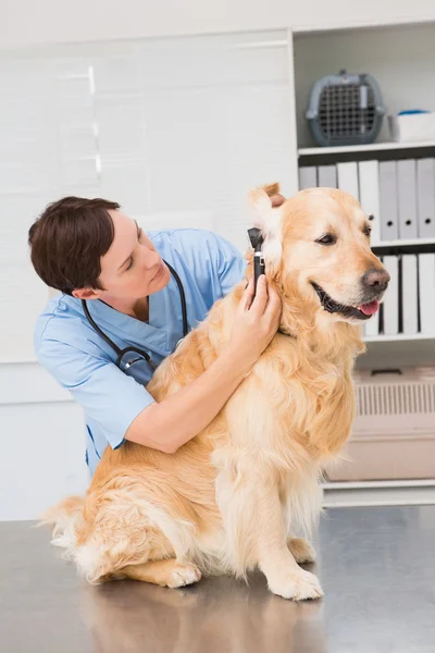 Veterinär med otoskop till hund — Stockfoto
