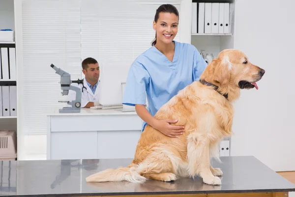 かわいい犬の歯を検査獣医師 — ストック写真