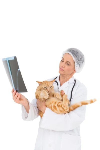 Veterinario sosteniendo gato y mirando rayos X — Foto de Stock
