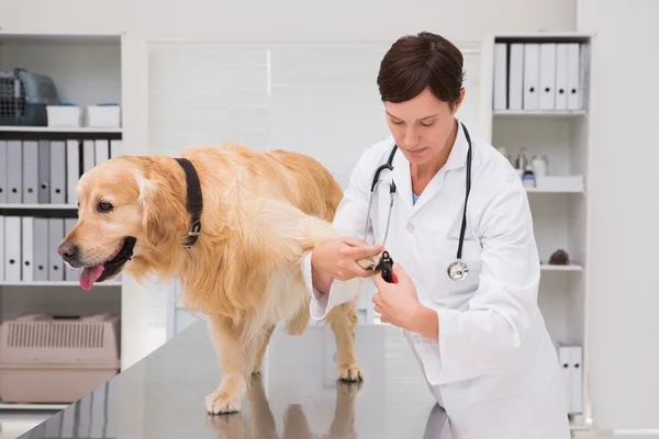 Tierarzt mit Nagelschere auf Labrador — Stockfoto