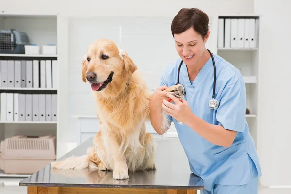 Veterinär med nail clipper på en hund — Stockfoto