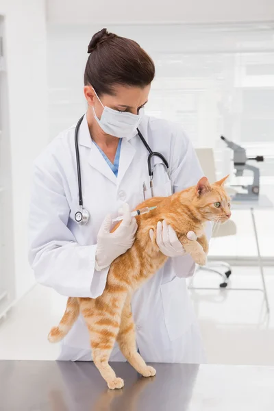 Dierenarts doen injectie bij een kat — Stockfoto