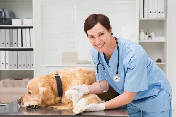 Ветеринар делает повязку на собаку — стоковое фото