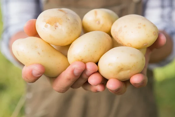 Jordbrukaren visar hans ekologisk potatis — Stockfoto