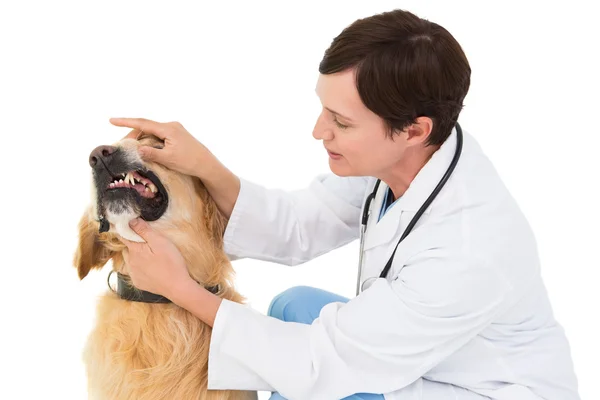 Ветеринар, осматривающий зубы собаки — стоковое фото