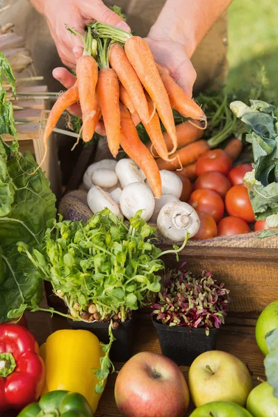 Agricultor mostrando sus zanahorias orgánicas —  Fotos de Stock