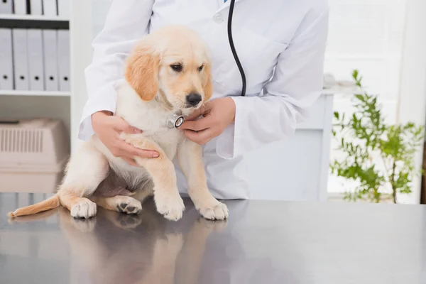 Dierenarts onderzoek hond met stethoscoop — Stockfoto