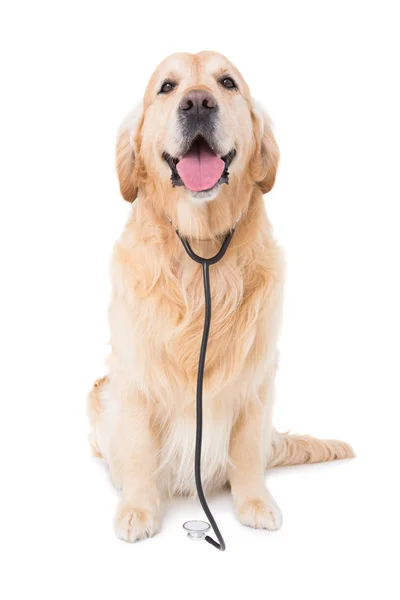 Perro con estetoscopio mirando a la cámara — Foto de Stock