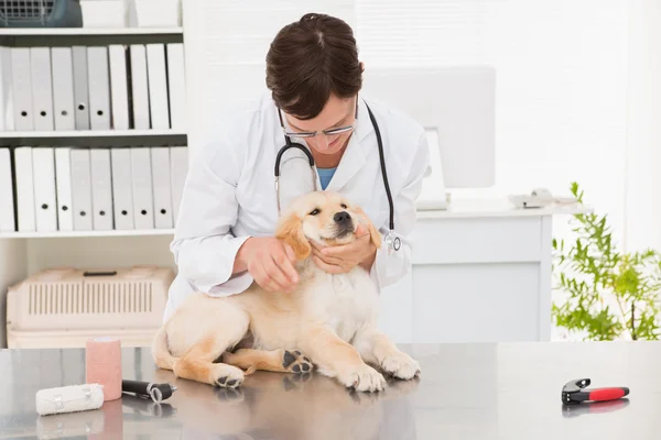 Κτηνίατρος εξέταση ένα χαριτωμένο σκυλί — Φωτογραφία Αρχείου