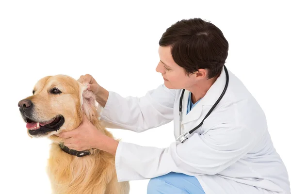 귀여운 강아지를 검사 하는 수 의사 — 스톡 사진