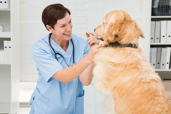 Χαμογελώντας κτηνίατρος εξετάζει ένα χαριτωμένο σκυλί — Φωτογραφία Αρχείου
