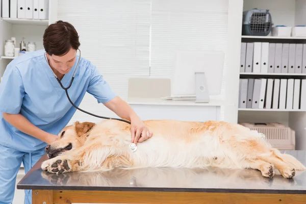 Vétérinaire examinant un chien mignon — Photo