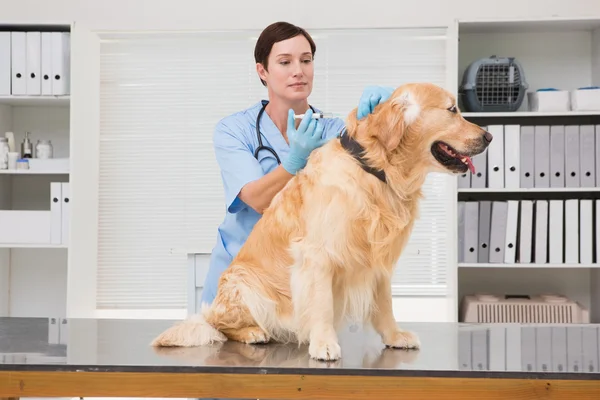 Veterinarian doing injection at a cute dog — Stock Photo, Image