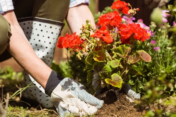 Woman planting a red flower — Stock Photo, Image