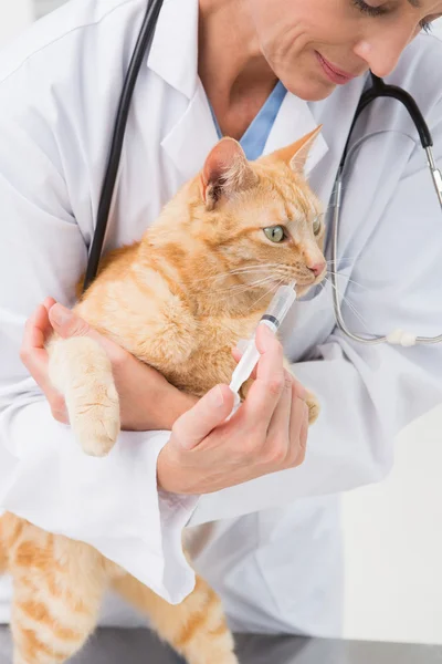 Tierarzt macht Spritze bei niedlicher grauer Katze — Stockfoto