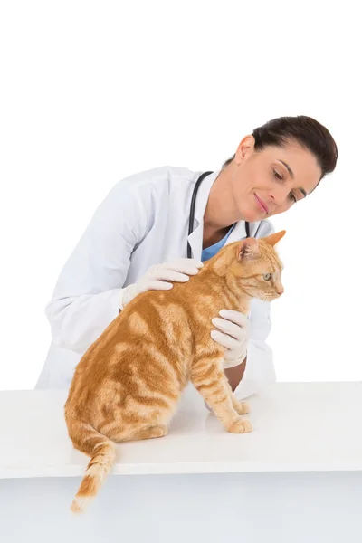 Veterinario che esamina un gatto — Foto Stock