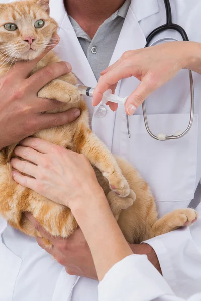 Tierärzte machen Injektion bei einer Katze — Stockfoto