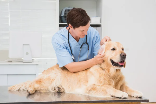 Tierarzt untersucht einen süßen Hund — Stockfoto