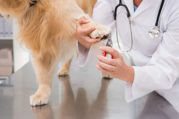 Veterinär med nail clipper på labrador — Stockfoto