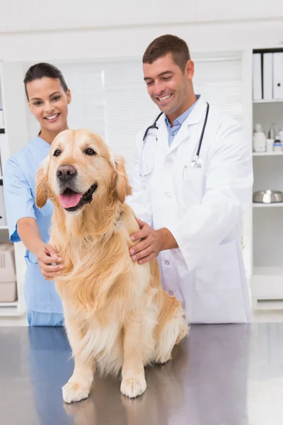 Veterinär medarbetare undersökande hund — Stockfoto