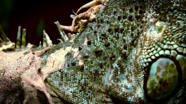 Big iguana on black background — Stock Video