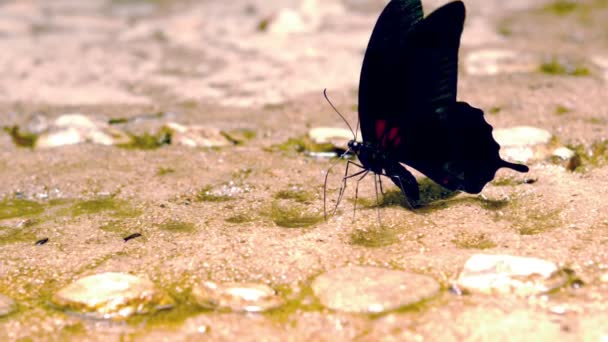 Mariposa negra en el suelo — Vídeos de Stock