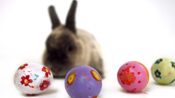 Easter bunny with colourful eggs — Stock Video