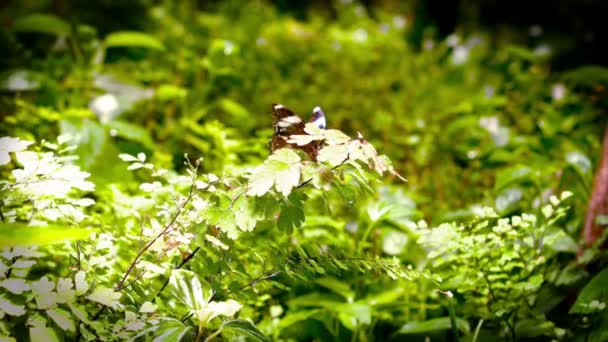 Butterfly flying in the wood — Stock Video