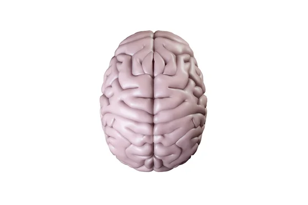 Cerebro generado digitalmente — Foto de Stock