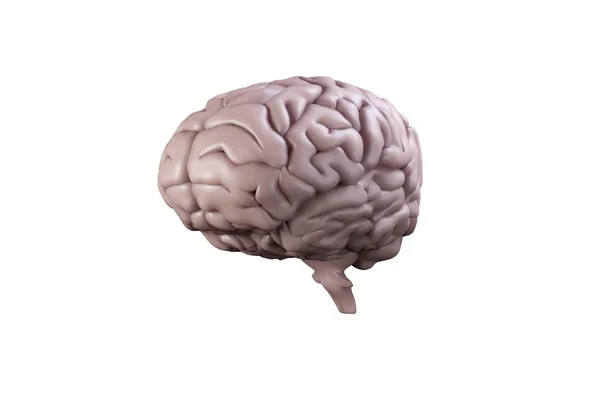 Цифровой мозг — стоковое фото