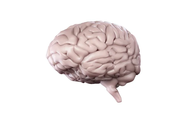 Digitally generated brain — Stock Photo, Image