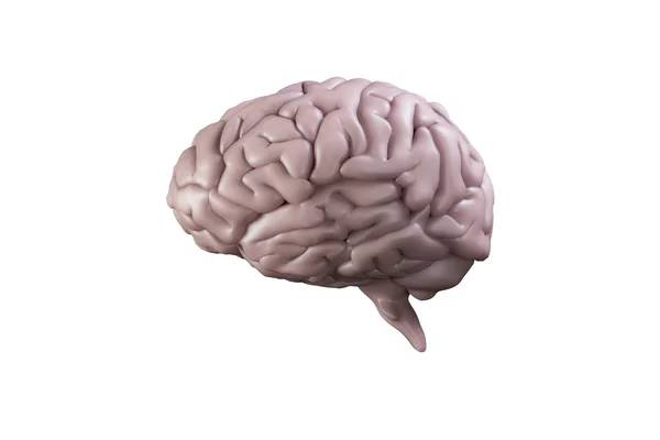 Digitálně vygenerovaný mozek — Stock fotografie