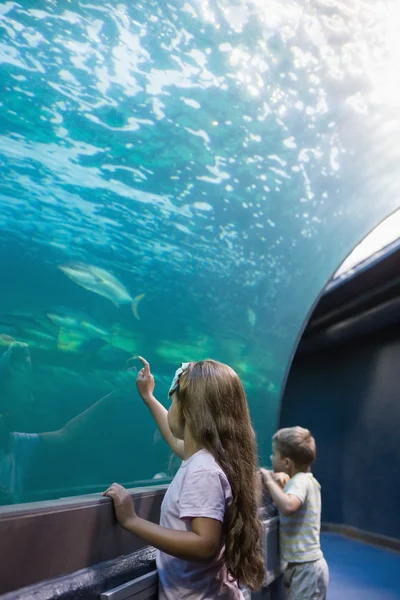 Lilla syskon tittar på fisk tank — Stockfoto