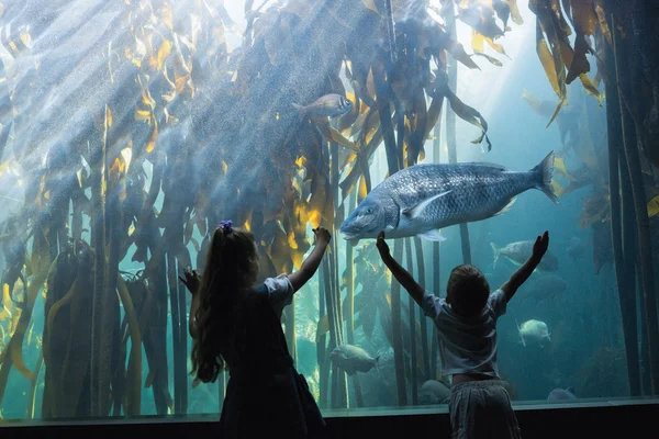 Lilla syskon tittar på fisk tank — Stockfoto