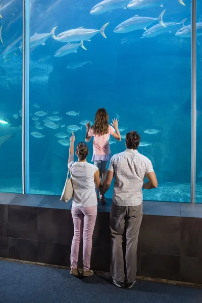 Ευτυχισμένη οικογένεια κοιτάζοντας δεξαμενή ψαριών — Φωτογραφία Αρχείου
