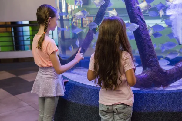 Niedliche Kinder betrachten Fischbecken — Stockfoto