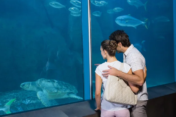 Šťastný pár, při pohledu na akvária — Stock fotografie