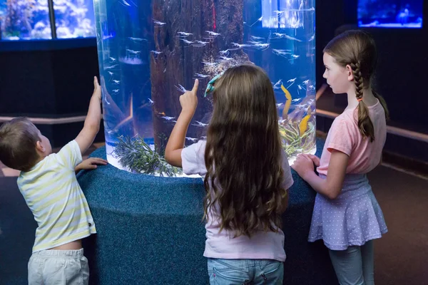 Cute children looking at fish tank — Stock Photo, Image