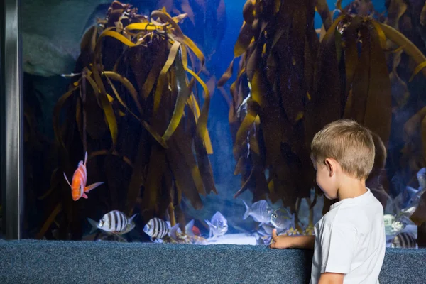 Kleiner Junge blickt auf Fischbecken — Stockfoto