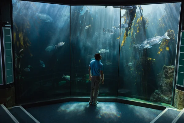 Man op zoek naar aquarium — Stockfoto