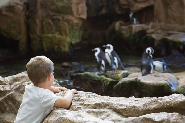 Little boy looking at penguins — Stock Photo, Image