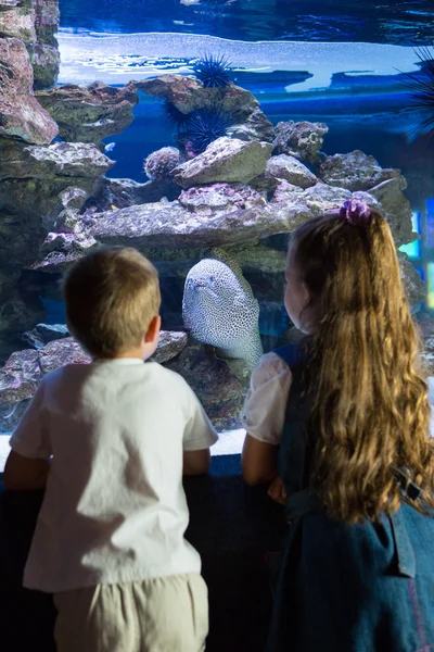 Kleine Geschwister betrachten Fischbecken — Stockfoto