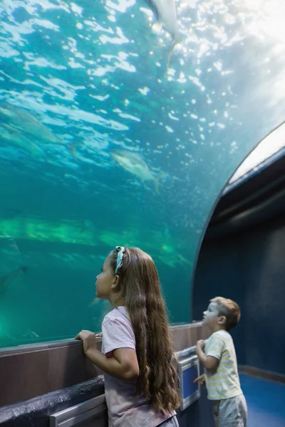 Hermanos pequeños mirando pecera — Foto de Stock