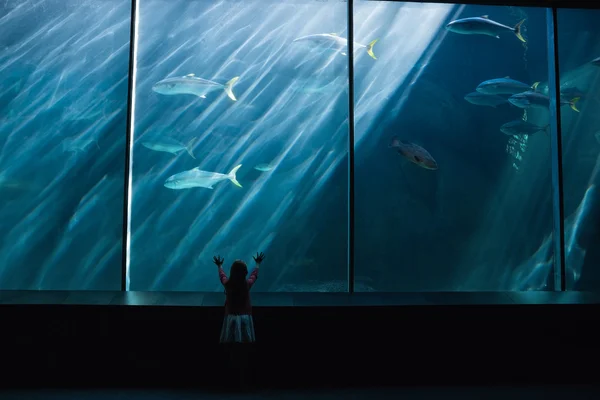 Liten flicka tittar upp på fisk i tank — Stockfoto