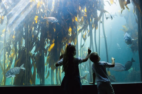 Petits frères et sœurs regardant aquarium — Photo