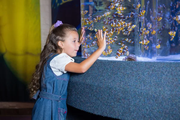 O fetiță se uită la rezervorul de pește — Fotografie, imagine de stoc