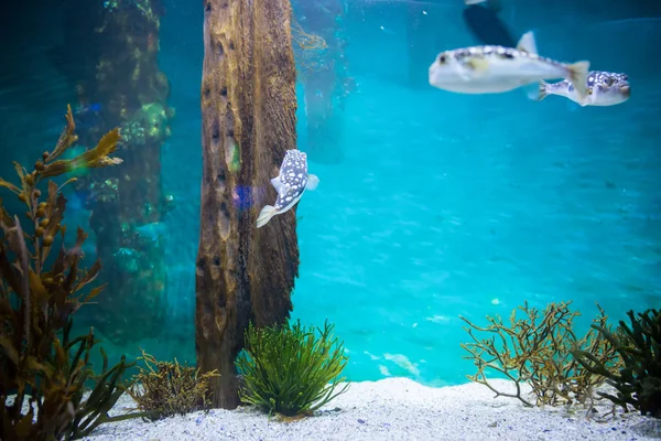 Fish swimming in a tank — Stock Photo, Image