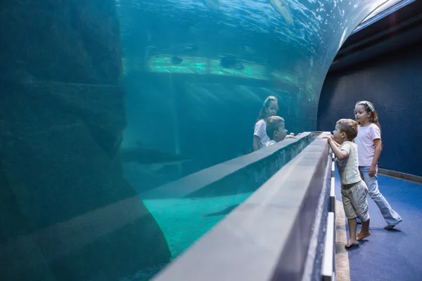 Little siblings looking at fish tank — Stock Photo, Image