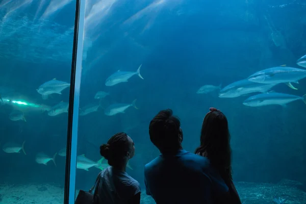 Szczęśliwa rodzina szuka w akwarium — Zdjęcie stockowe