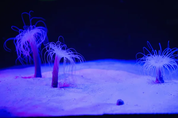 Deniz yaşamını tank aydınlandı — Stok fotoğraf
